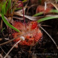 Drosera burmanni Vahl